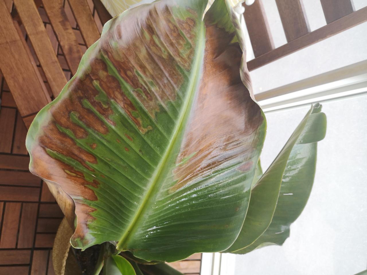 Why Is My Bird Of Paradise Leaves Turning Brown