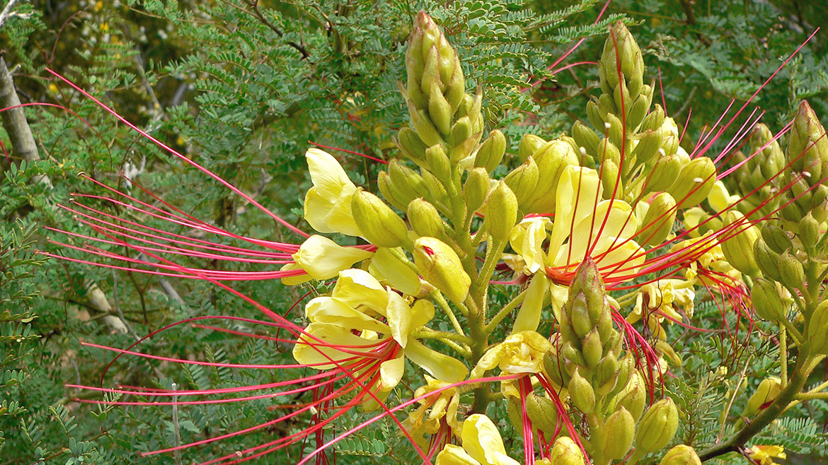 Caesalpinia gilliesii