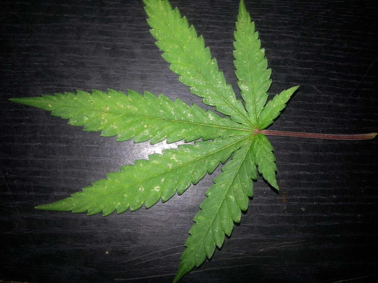 Orange Spots On Cannabis Leaves