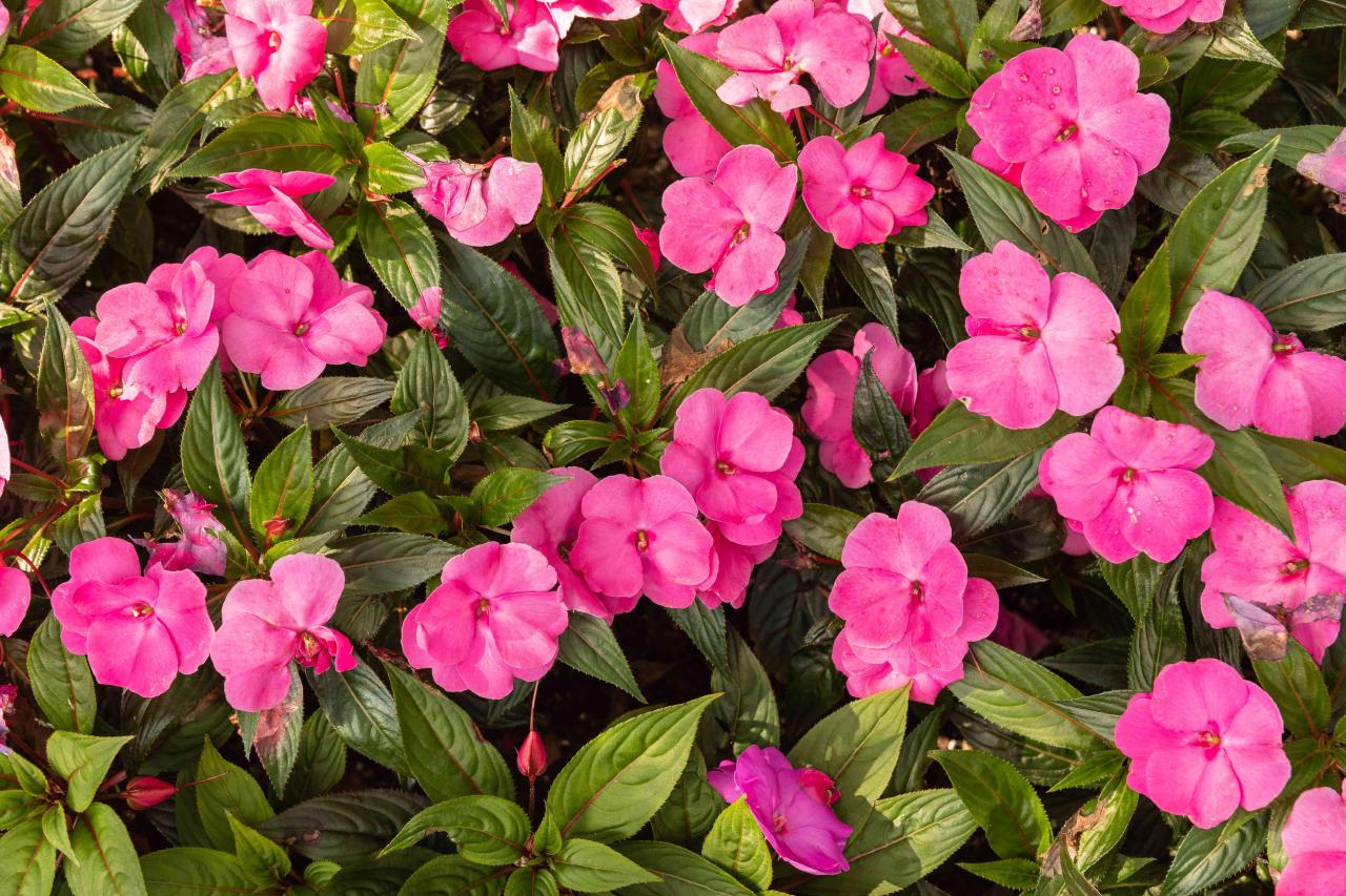 Impatiens walleriana ohio growing ontario pick