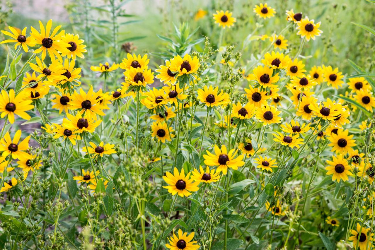 Yellow Black Eyed Susan