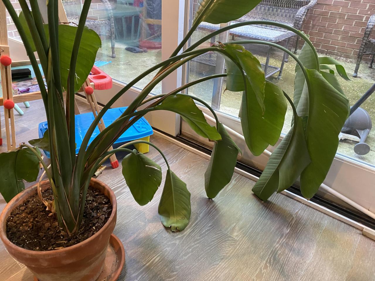 Drooping Birds Of Paradise