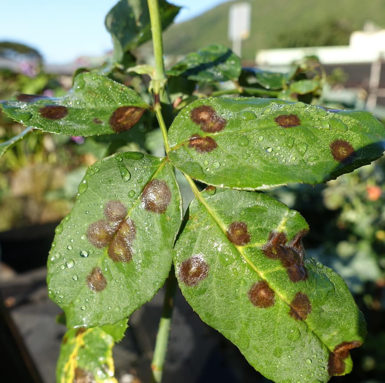 Black Spots On Lantana Leaves