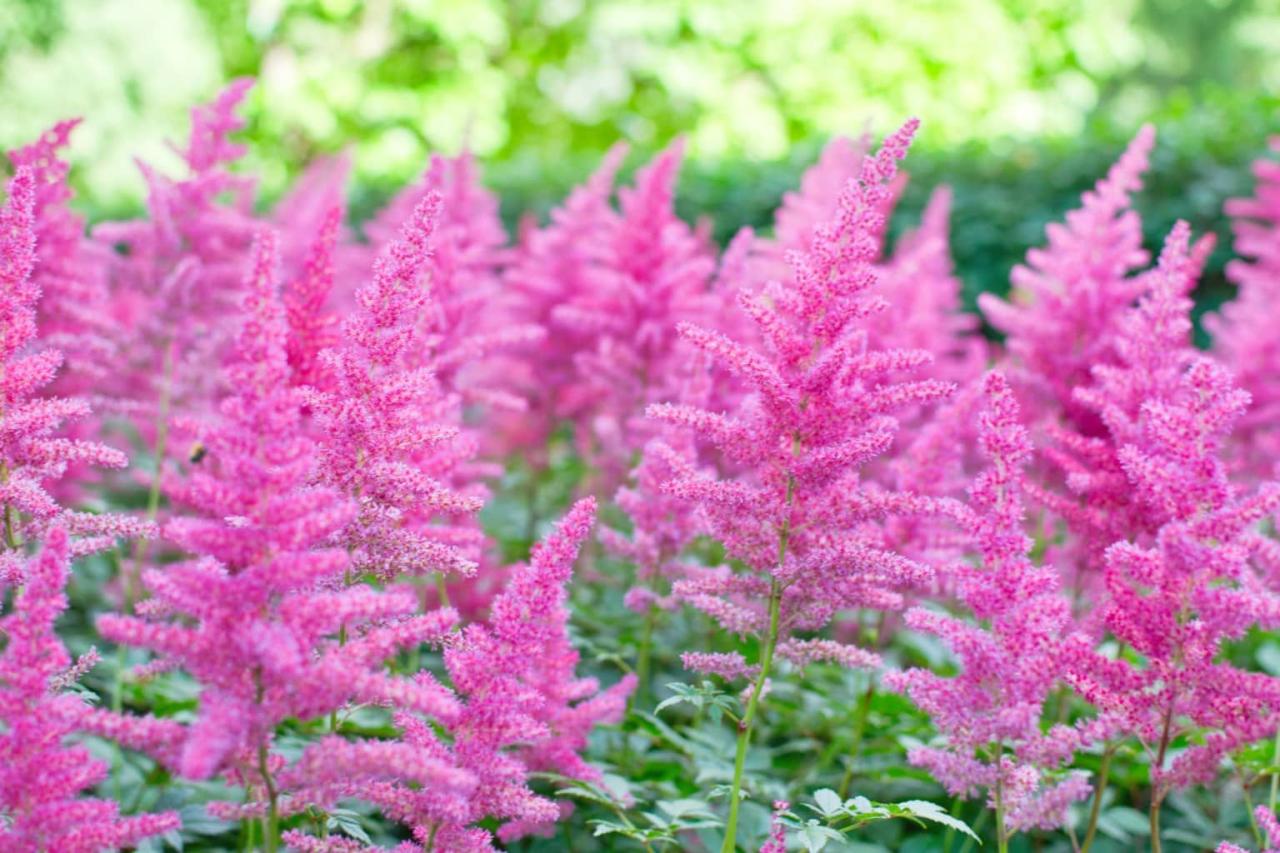 Full Sun Astilbe