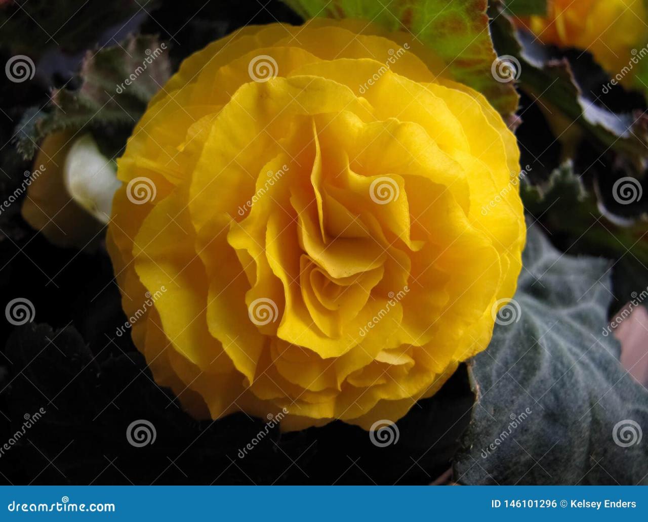 Are There Yellow Impatiens