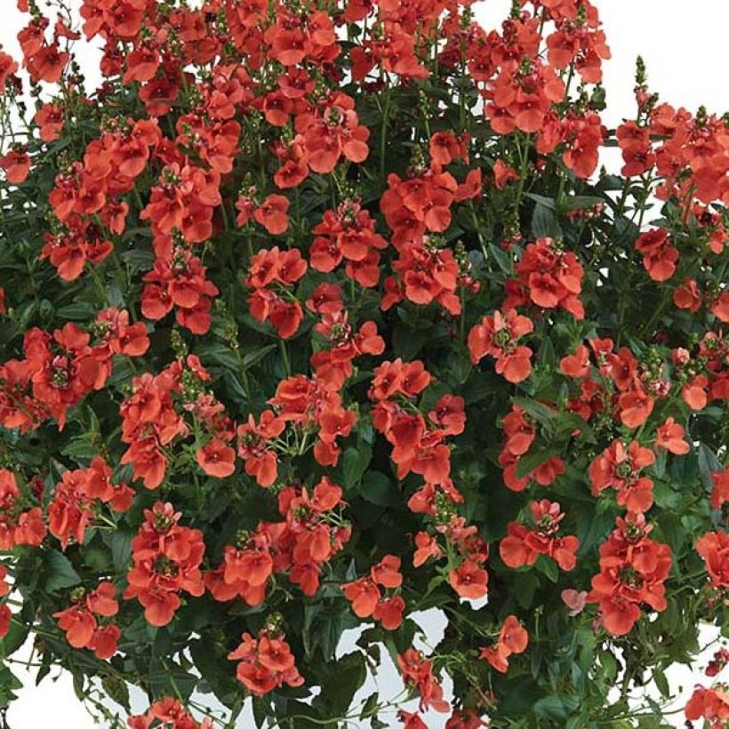 Diascia Trinity Sunset