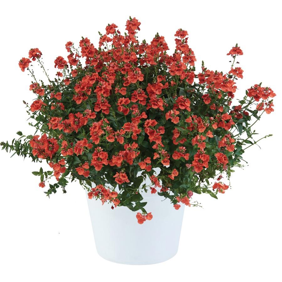 Diascia Trinity Sunset