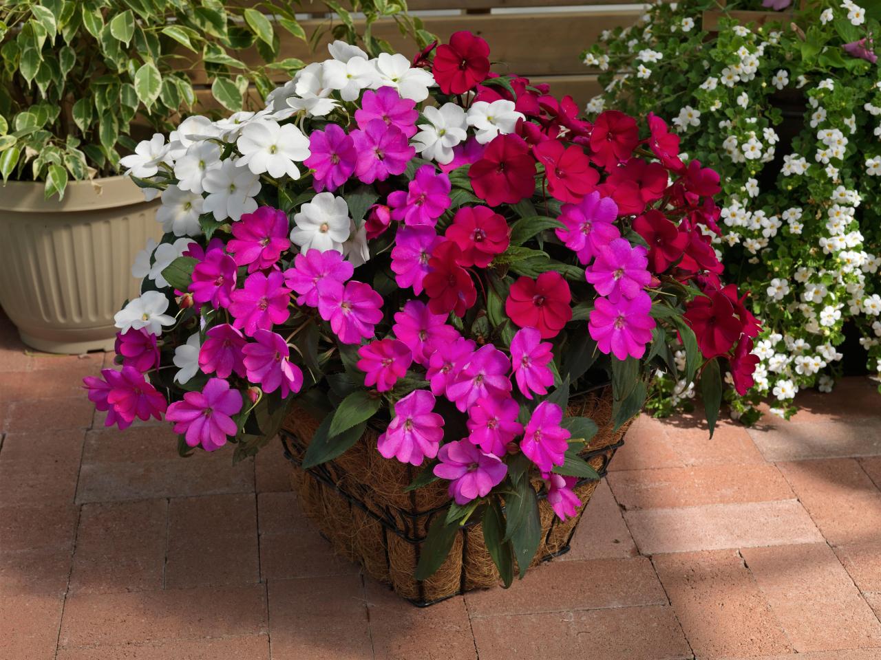 Sunpatiens In Pots