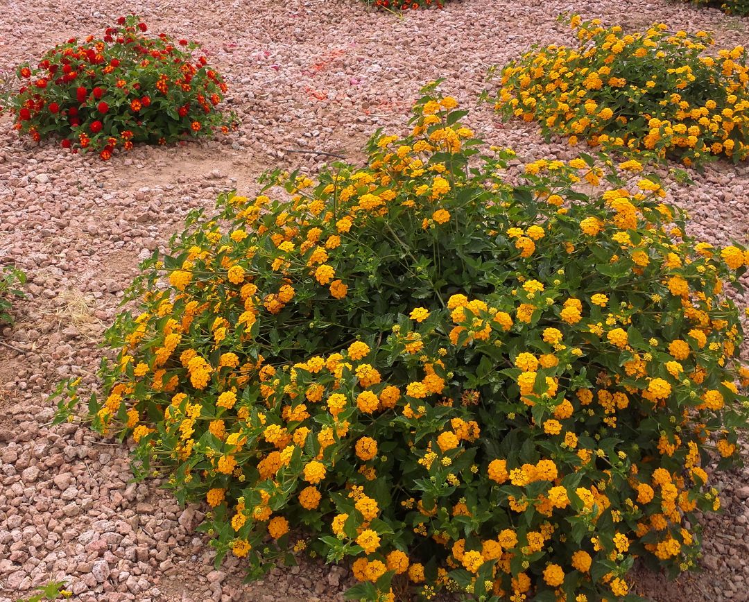 Lantana zulily farms