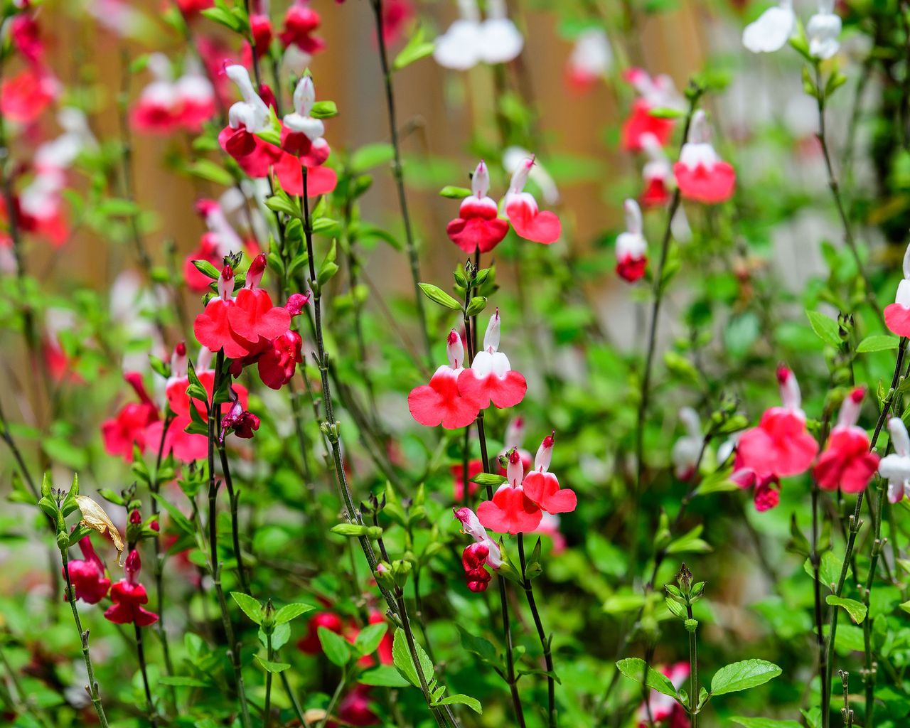 Salvia scarlet splendens grow almeida spruce letícia thespruce