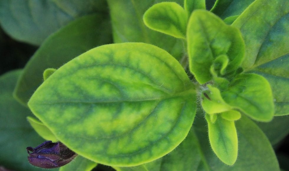Chlorosis petunia interveinal earlier