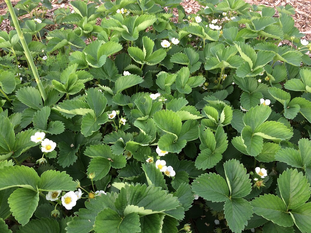 Strawberry Leaves Curling Down