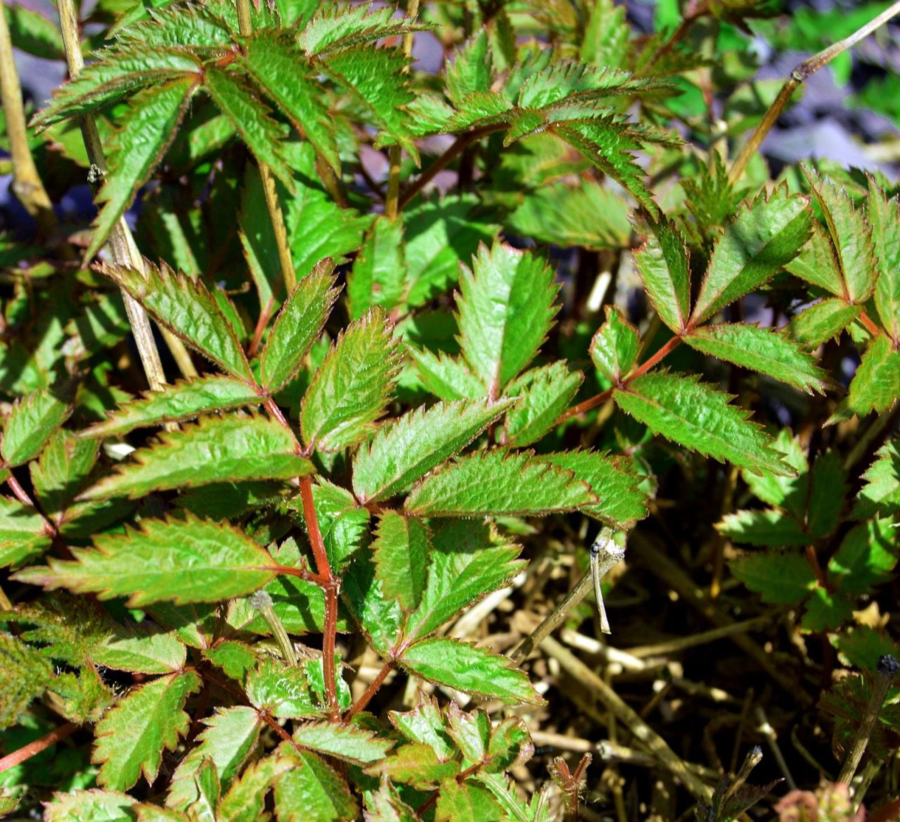 Astilbe Leaves Curling