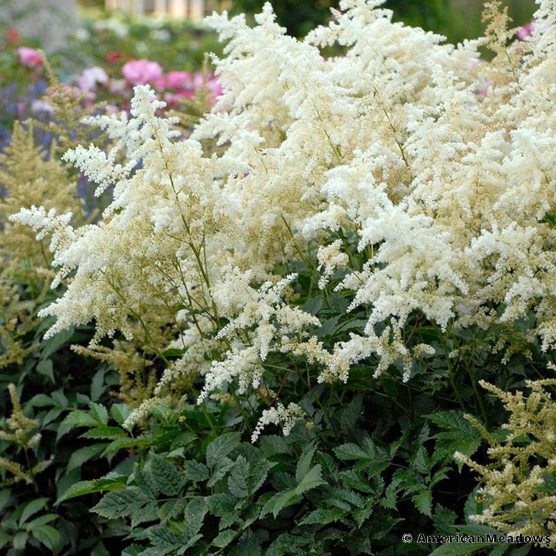 Astilbes flowers astilbe deer eat shrubs plants care shade won will natalielinda perennials grow wont colorful sheltered garden flowering not