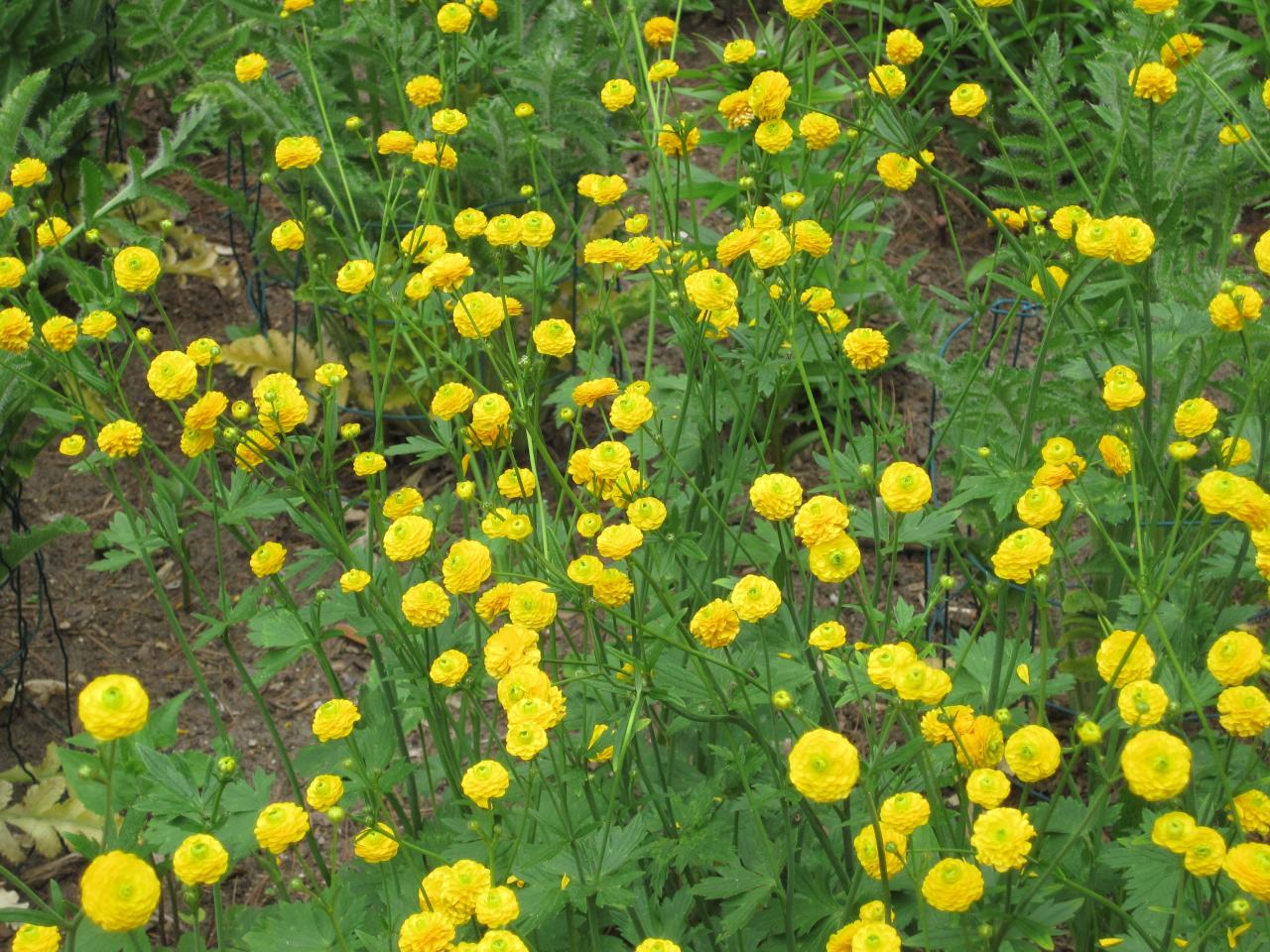 Yellow Bachelor Buttons
