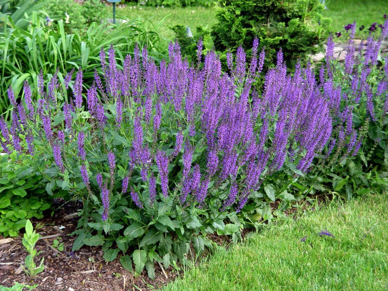 Salvia showy stands splendens nickel earl sfgate