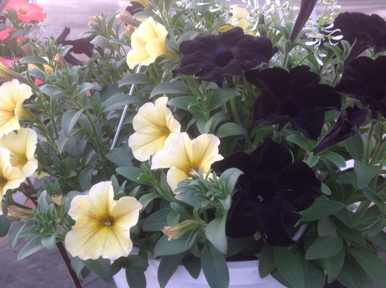 Black And Yellow Petunias