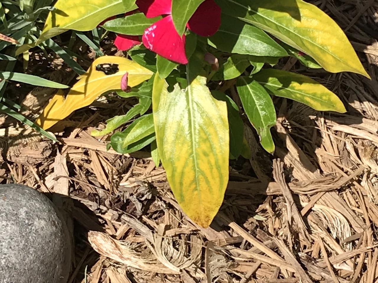 Why Is My Vinca Turning Yellow