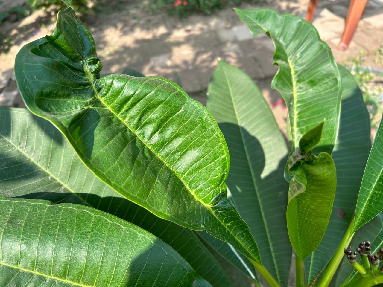 Curling Plumeria Leaves