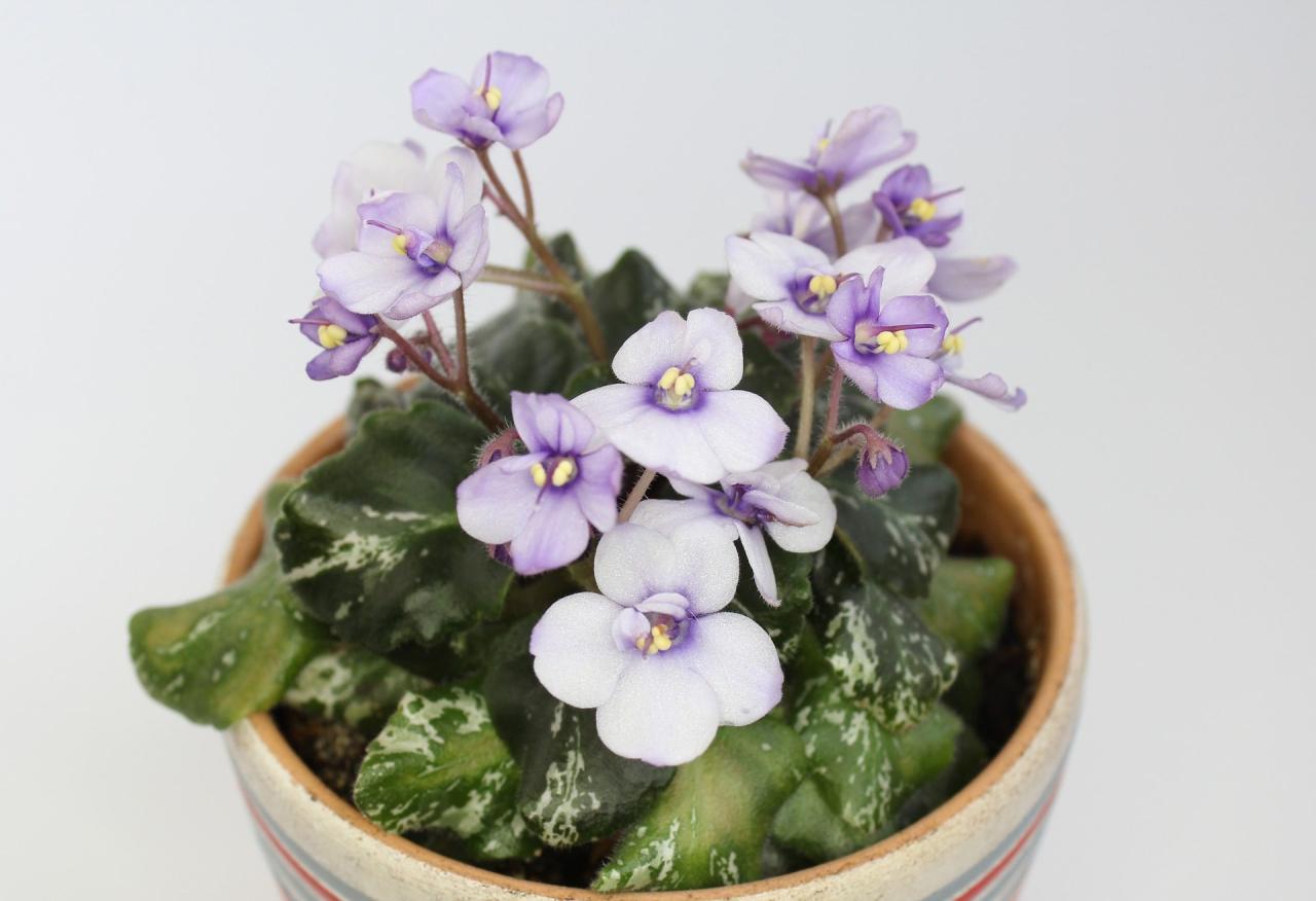 Violet african wilting plantclinic