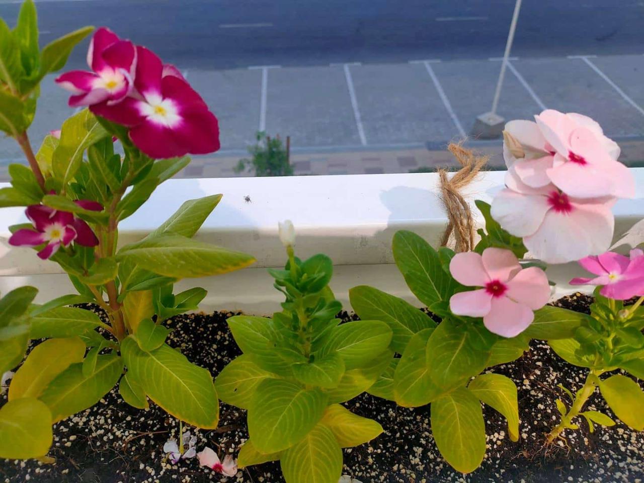 Why Is My Vinca Turning Yellow