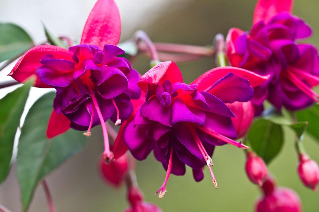 Hardy Fuchsia Yellow