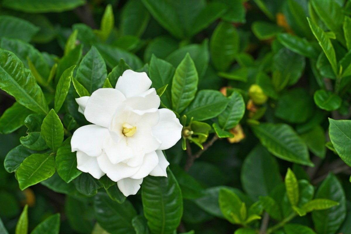 Gardenia Brown Leaves