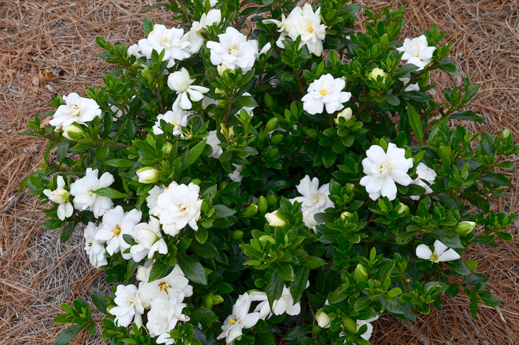 Gardenia plant sooty pests turning detaljer plantcaretoday homeowners bud gardenias experience diseases hagearbeider