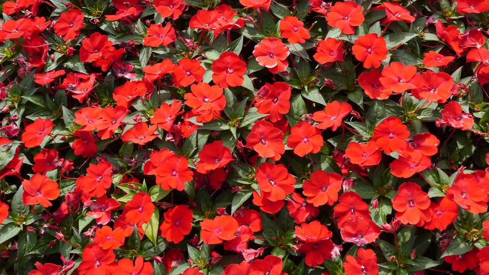 How To Propagate Sunpatiens
