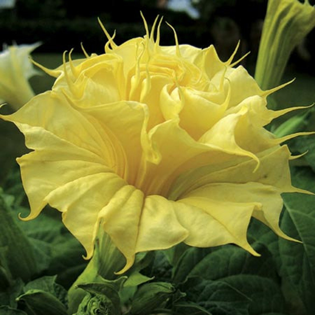 Datura ballerina metel ornamental