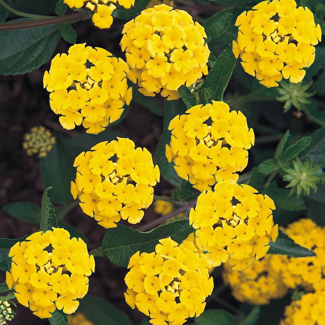 Lantana Leaves Turning Yellow