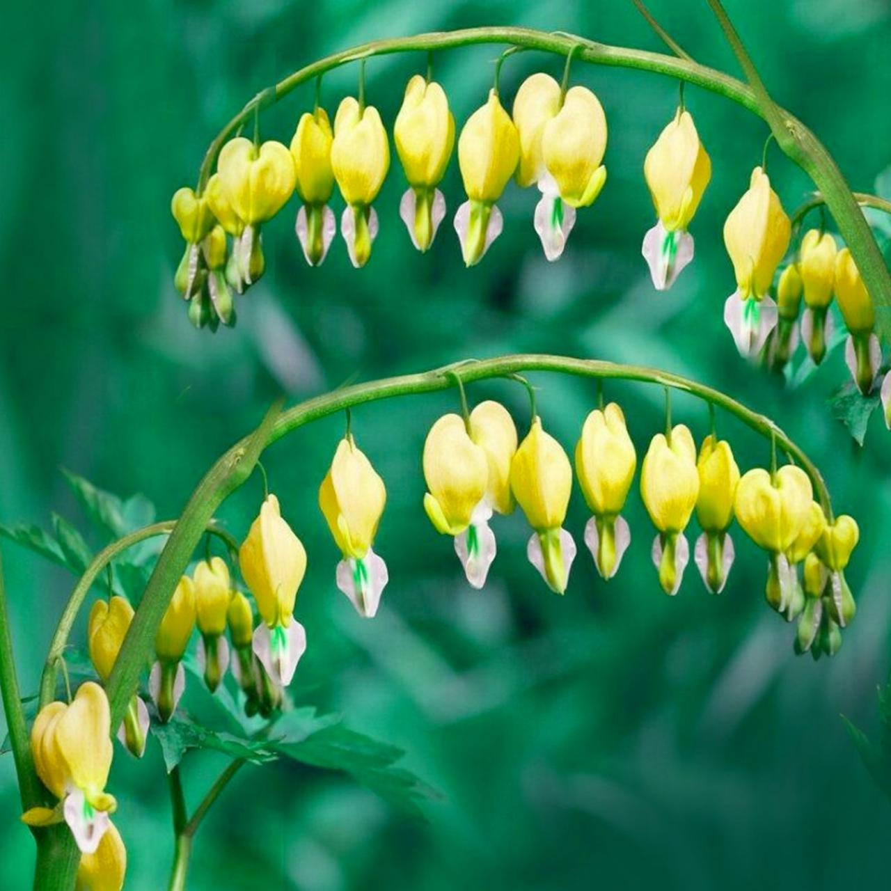 Bleeding perennial seeds