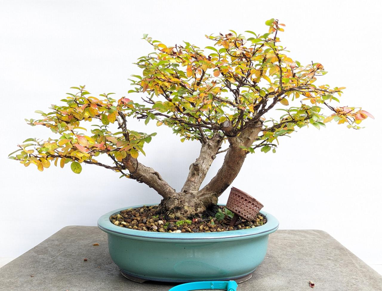 Yellow Bonsai Leaves
