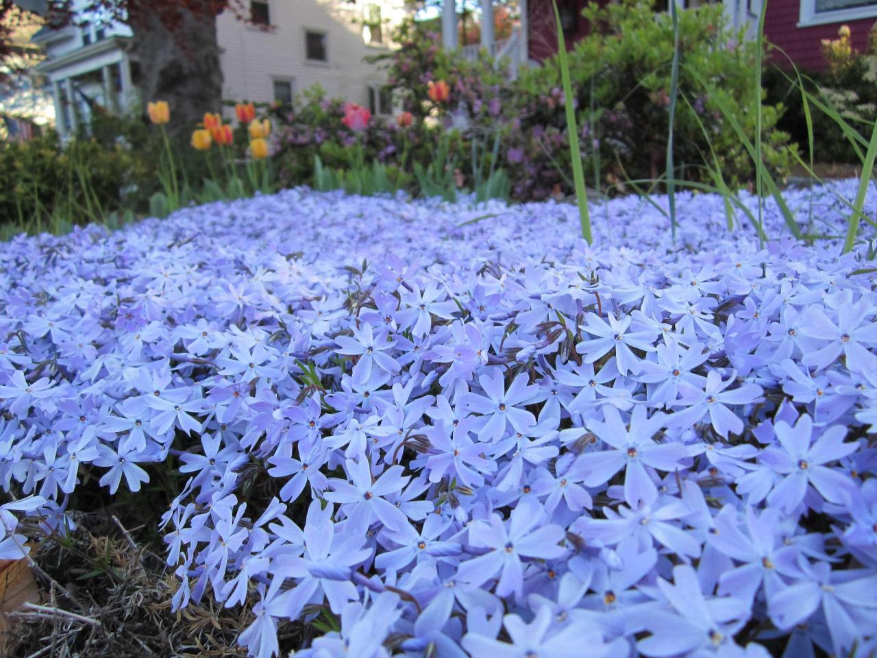 Low Growing Perennials For Full Sun