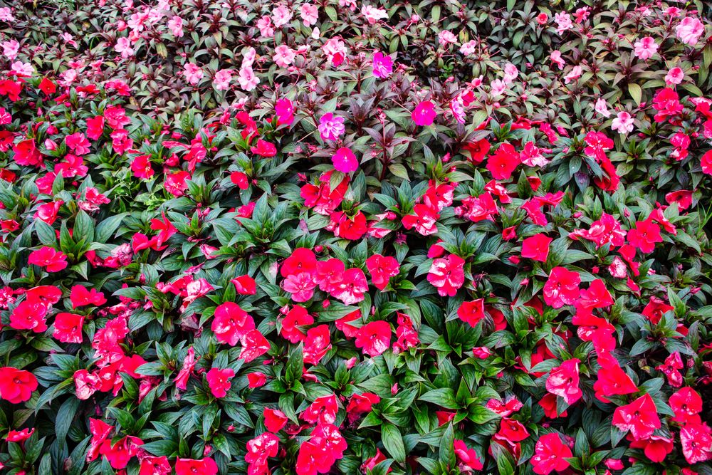 Impatiens Too Much Sun