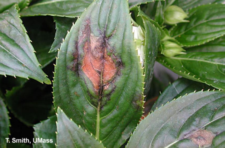 New Guinea Impatiens Diseases Pictures