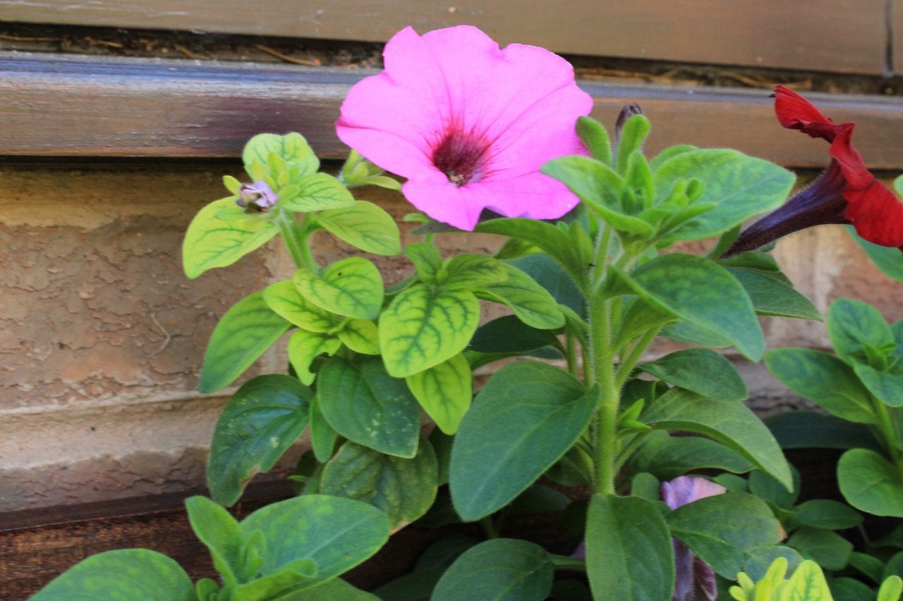Petunia Leaves Yellow