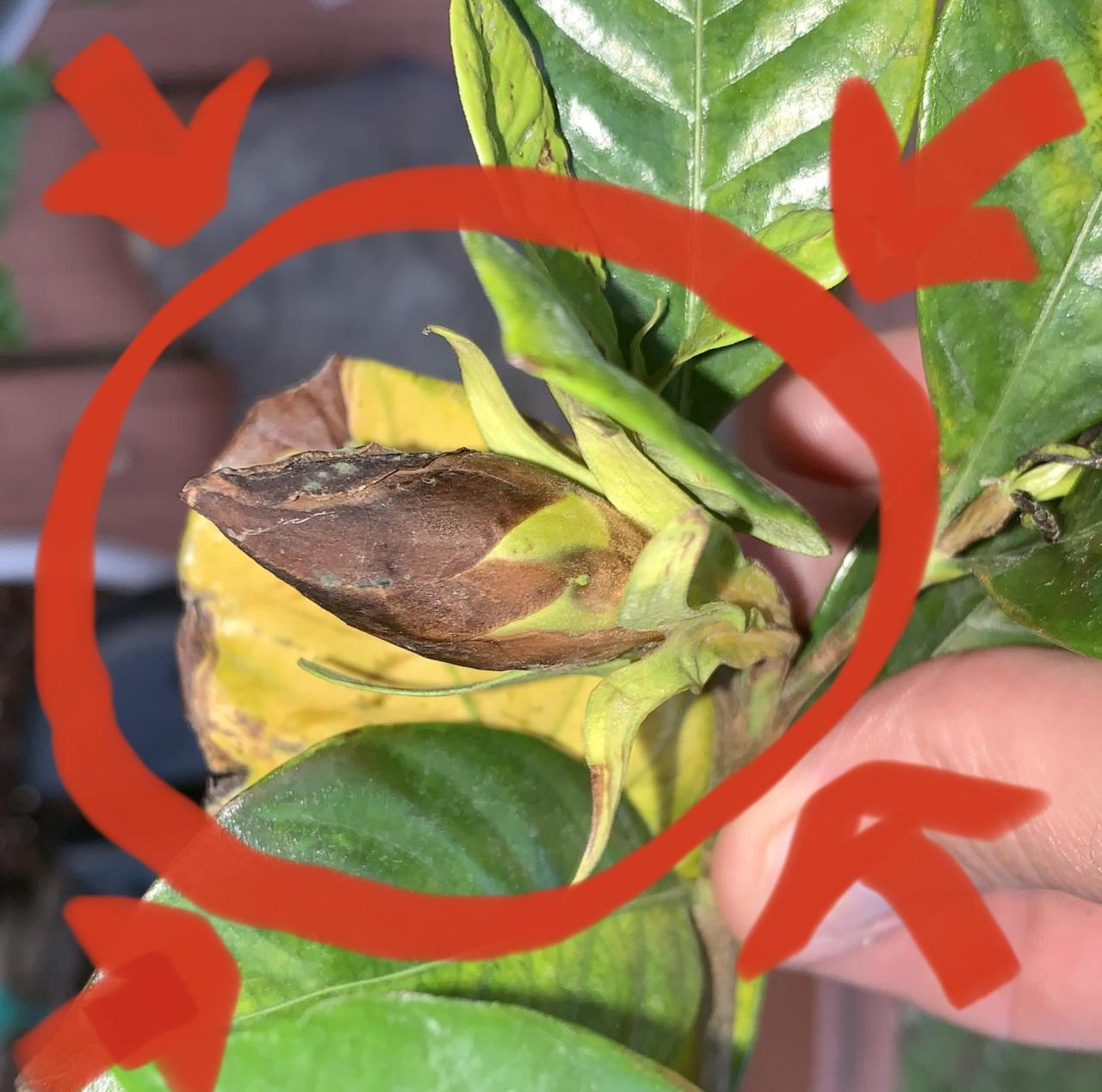 Gardenia leaves yellow turning au plant plants saved