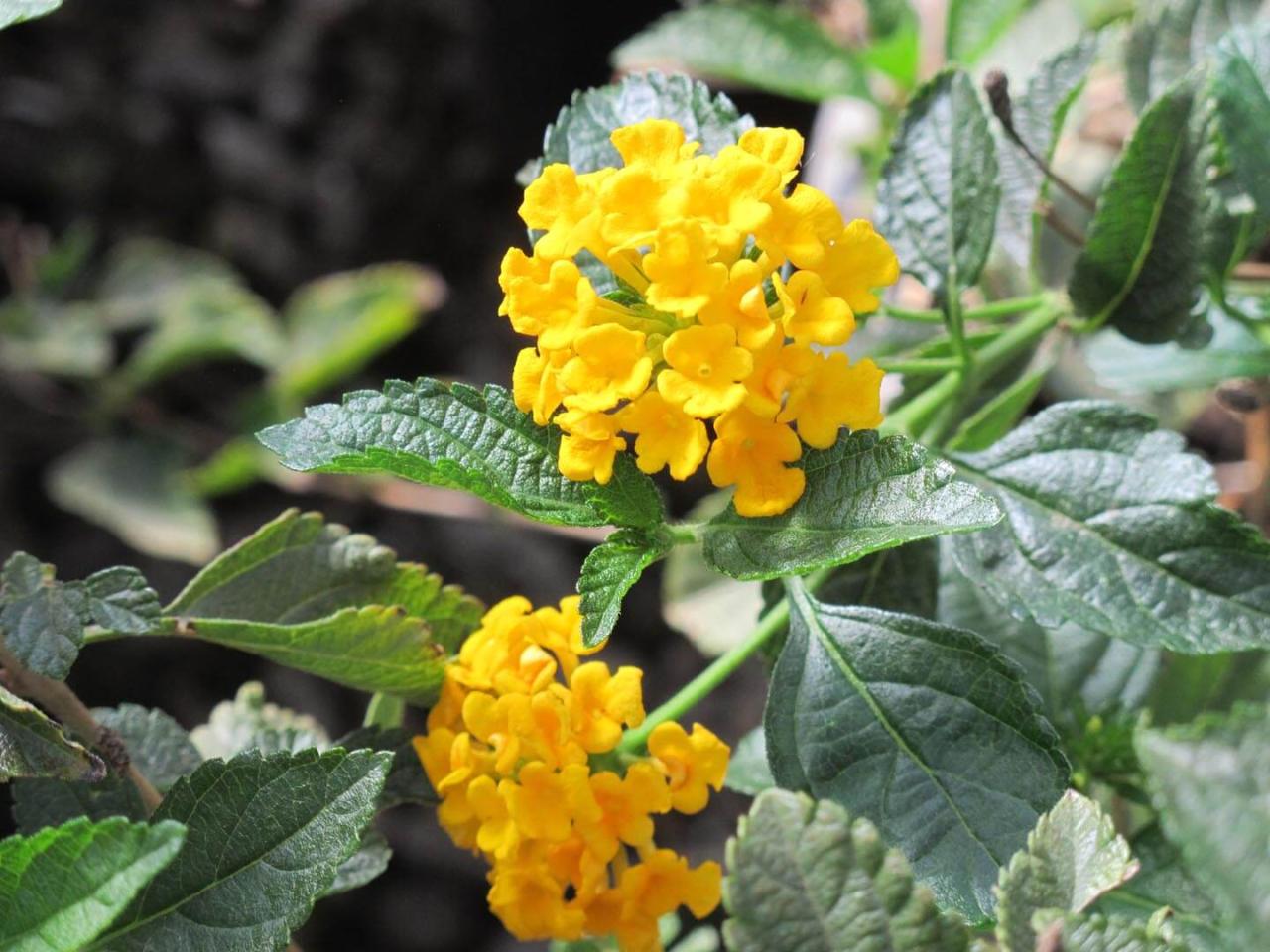 Leaves brown dying turning plant yellowing help pests