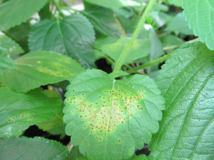 Black Spots On Lantana Leaves