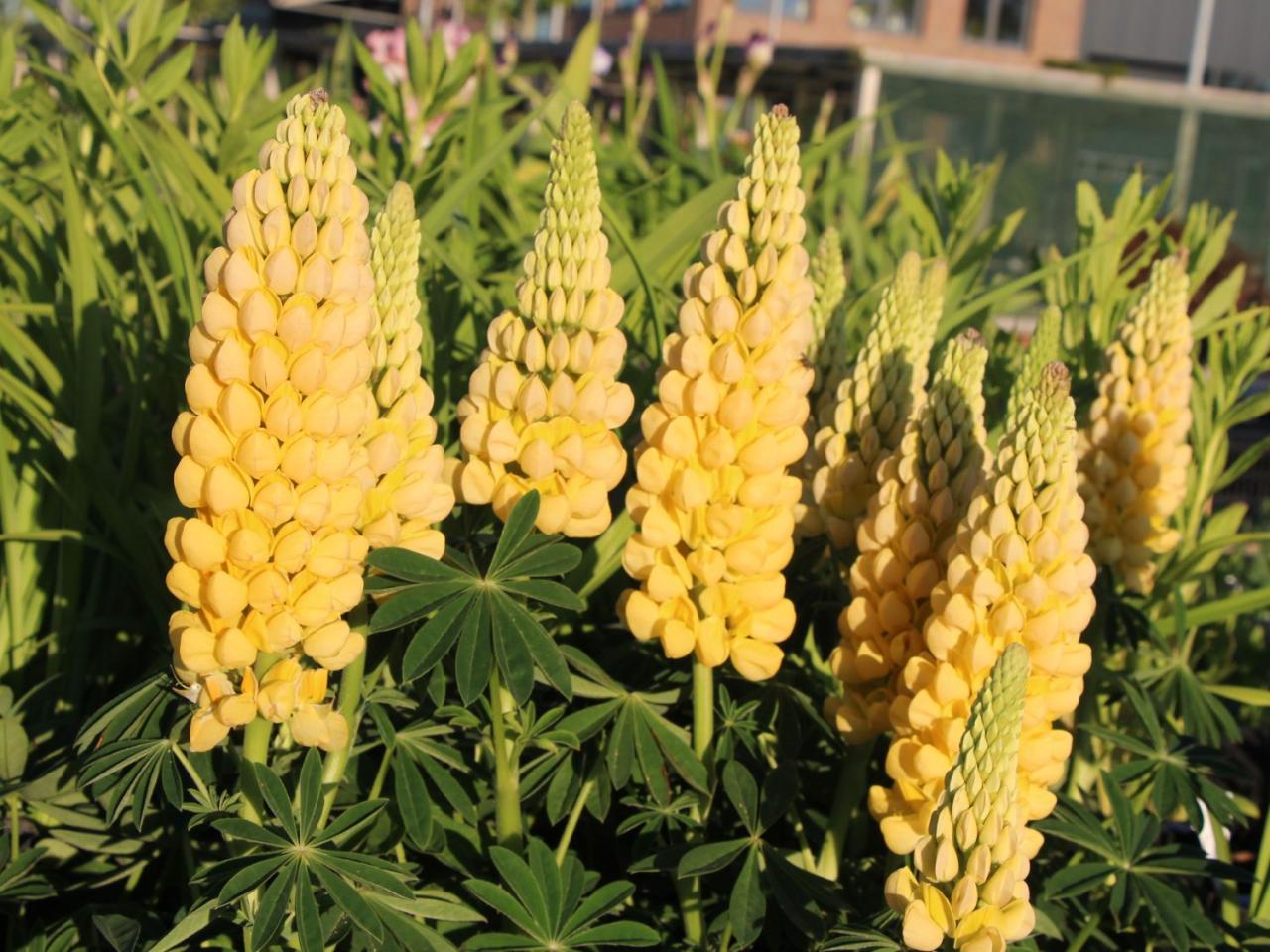 Desert Sun Lupine