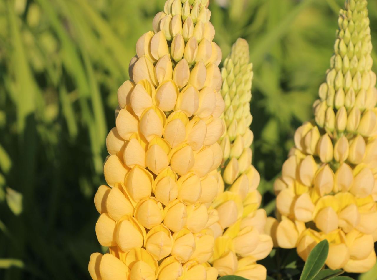 Desert Sun Lupine