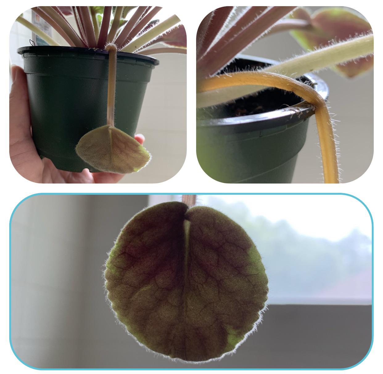 African Violet Wilted Leaves