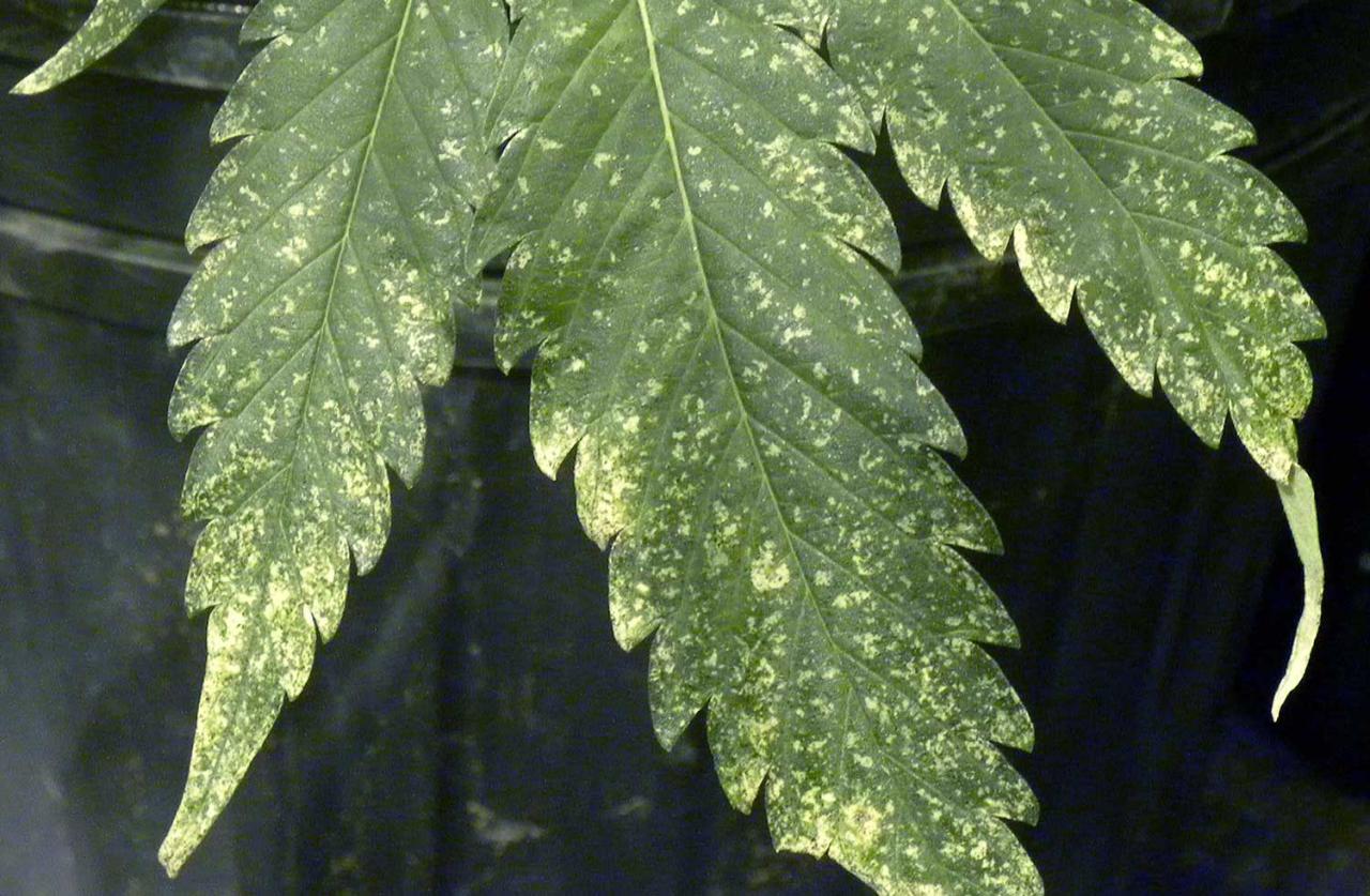 Damage thrips leaf marijuana leaves spots look cannabis thrip bug bronze plant weed problems like looks get good do rid