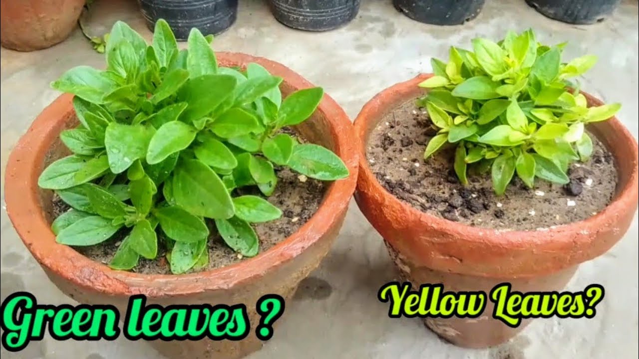 Why Are My Petunias Turning Yellow