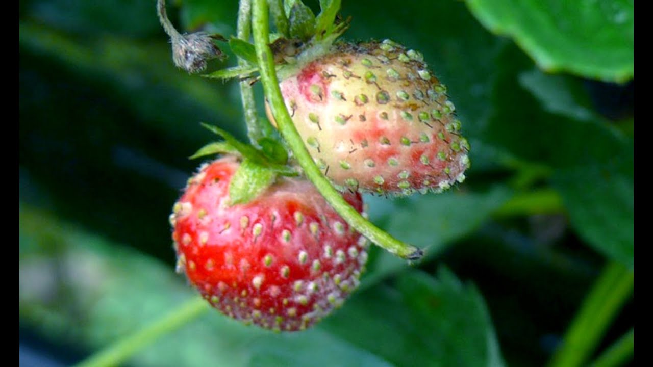 Strawberry Leaves Curling Down