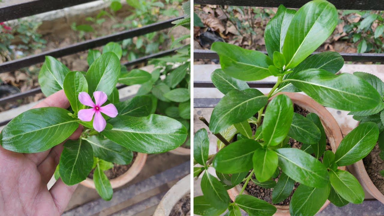 Vinca Turning Yellow