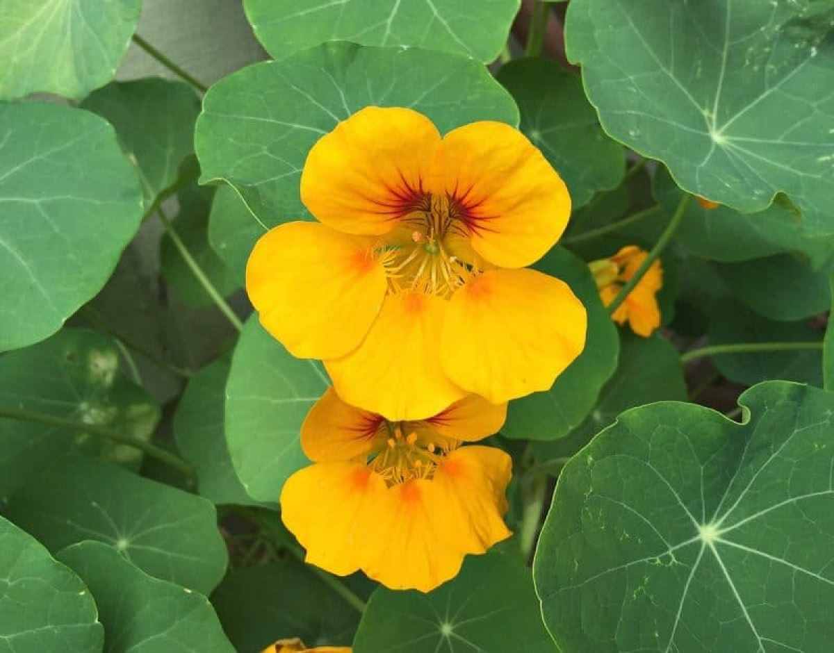 Nasturtium leaves yellowing garden ask question forum