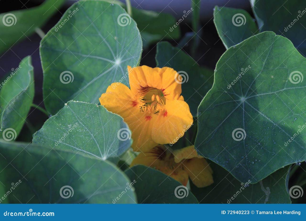 Nasturtium Yellow Leaves