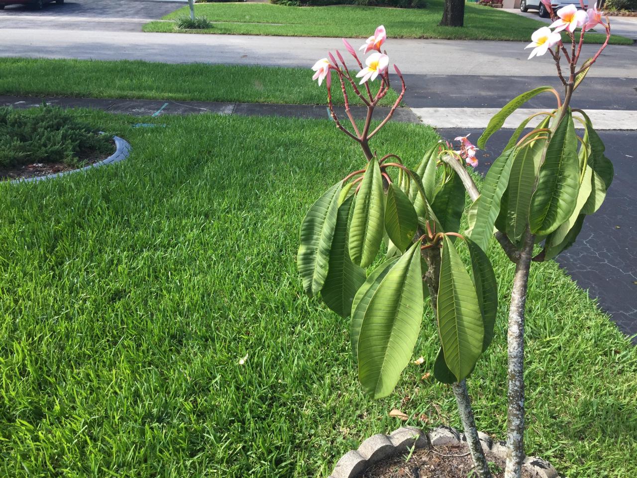 Plumeria Leaves Drooping